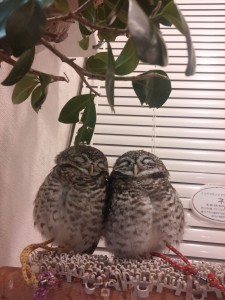 O-sweet couple_R